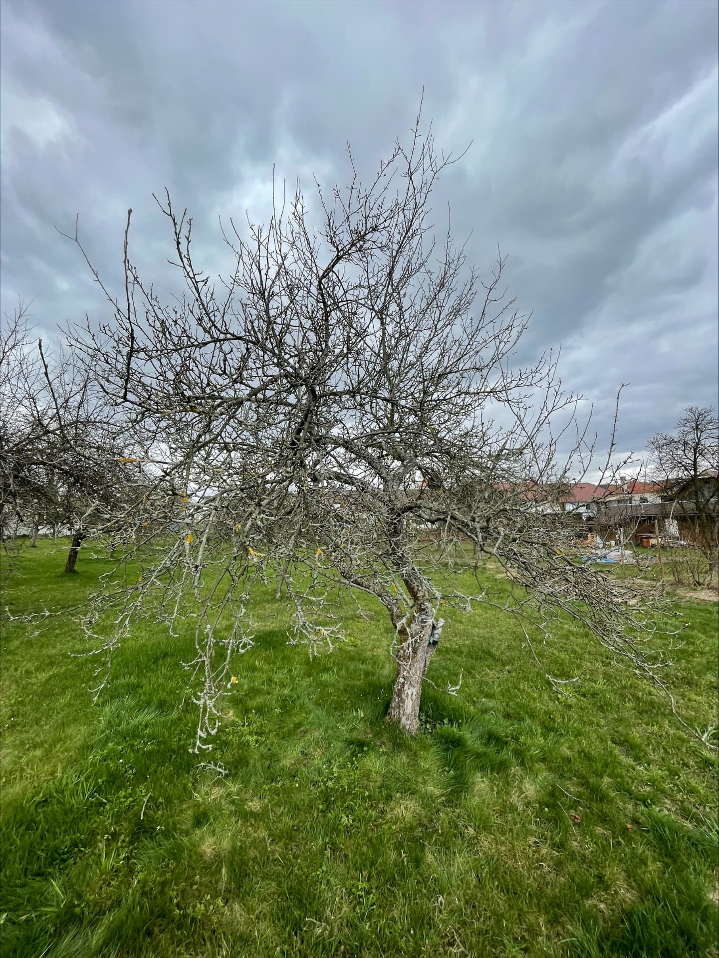 Zarostlý ovocný strom v sadu před řezem