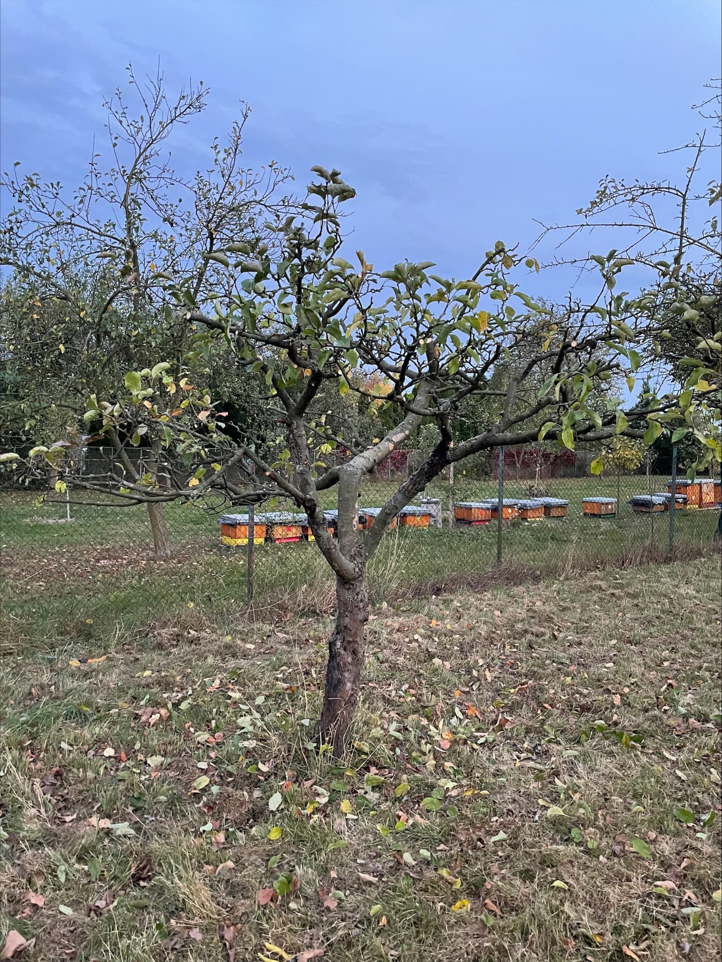 Prosvětlená koruna ovocného stromu po řezu